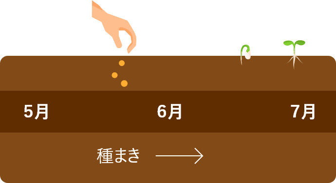 小豆栽培スケジュール