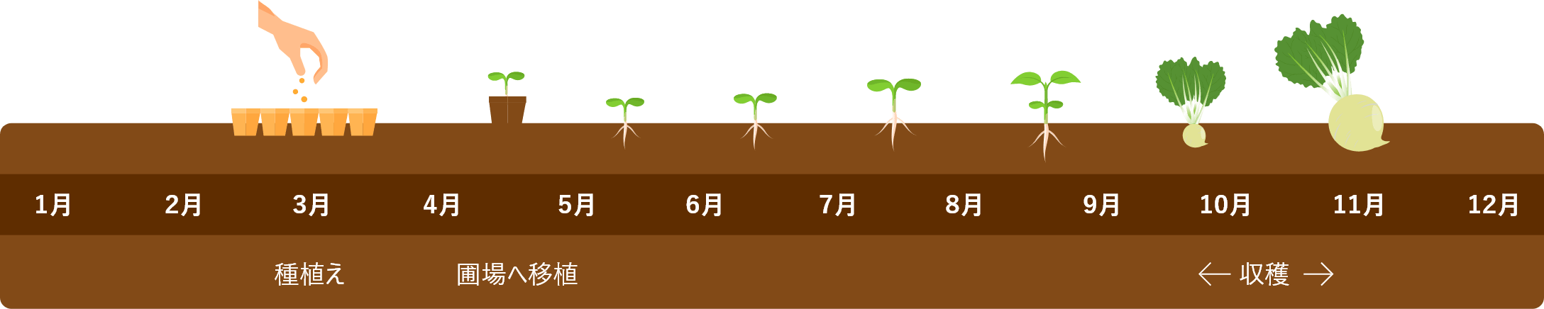 てんさい栽培スケジュール