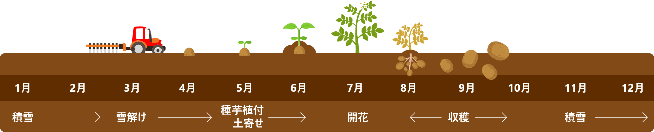 じゃがいも栽培スケジュール