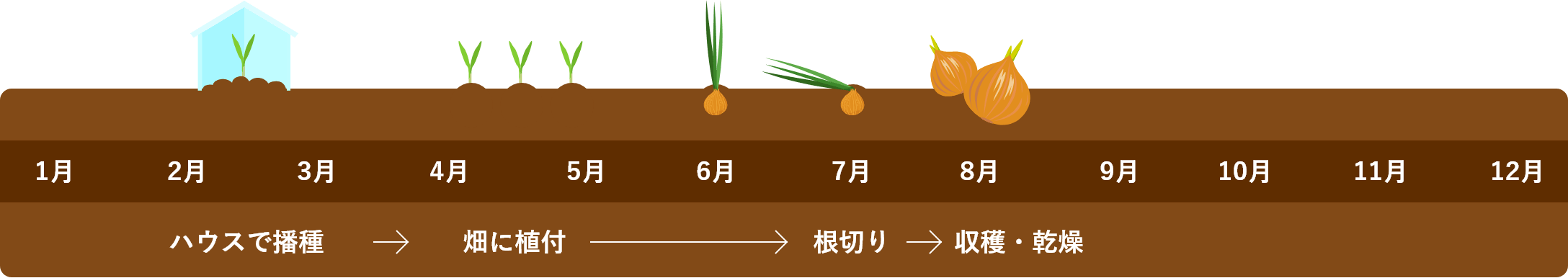 玉ねぎ栽培スケジュール