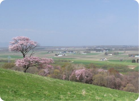 ところ町の春の風景