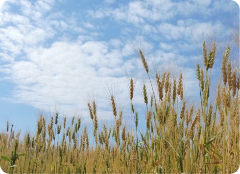 ところ町の夏の風景