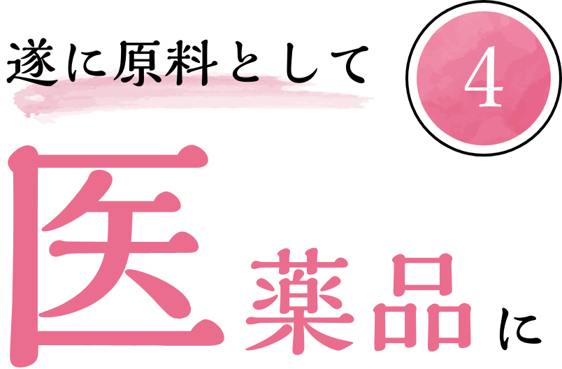 農産物 ところピンクにんにく オホーツクの農業の魅 Jaところ 農産物 ところピンクにんにく オホーツクの農業の魅 Jaところ