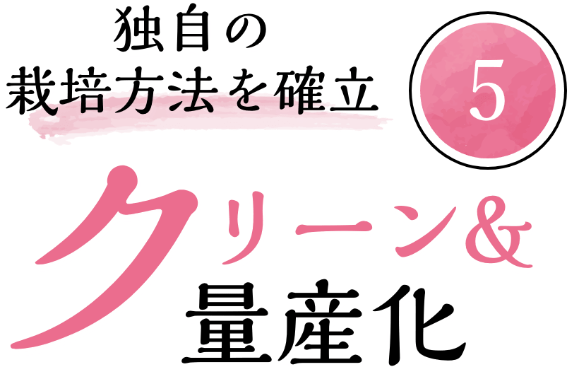 農産物 ところピンクにんにく オホーツクの農業の魅 Jaところ 農産物 ところピンクにんにく オホーツクの農業の魅 Jaところ