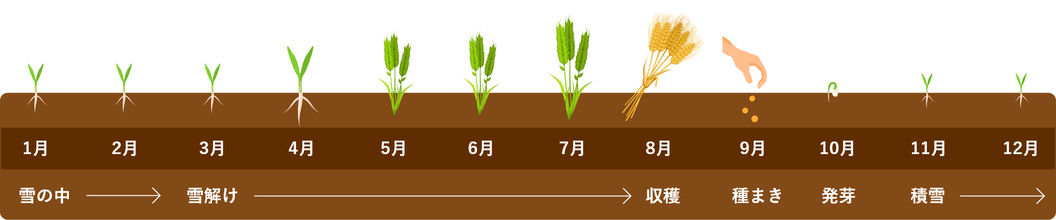 小麦栽培スケジュール