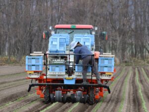 【ＪＡところ通信】てん菜の定植作業が始まりました！