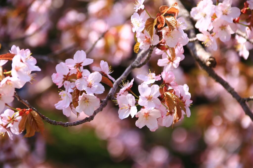 【ＪＡところ通信】農協牧場の桜を撮影しました！