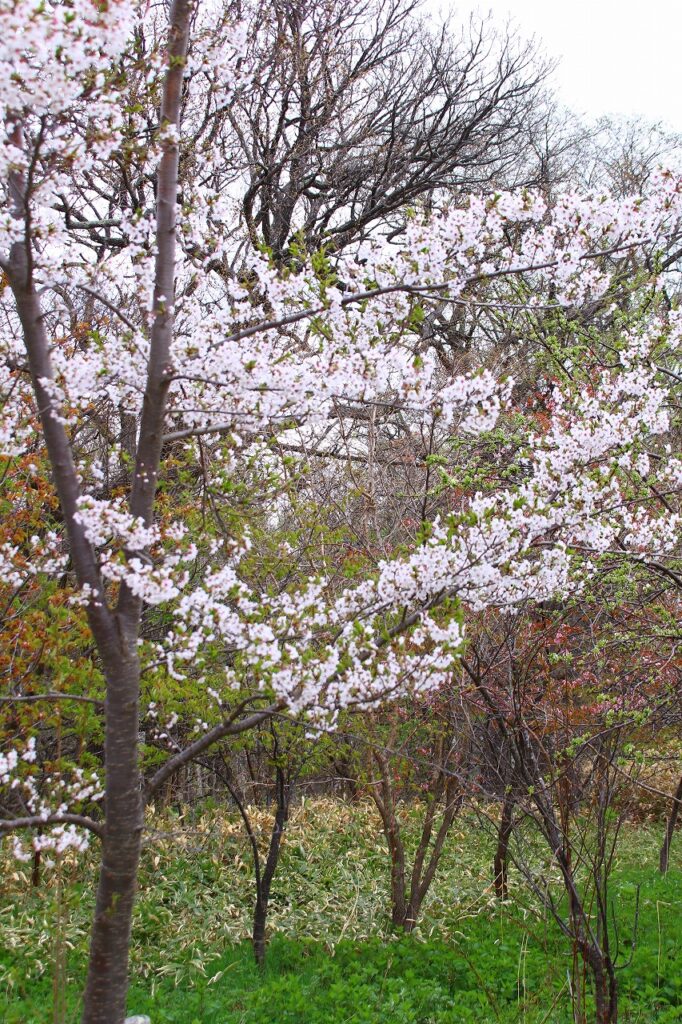 【ＪＡところ通信】岐阜桜園を撮影しました！