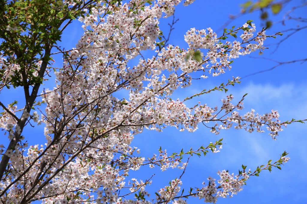 【ＪＡところ通信】岐阜桜園を撮影しました！②