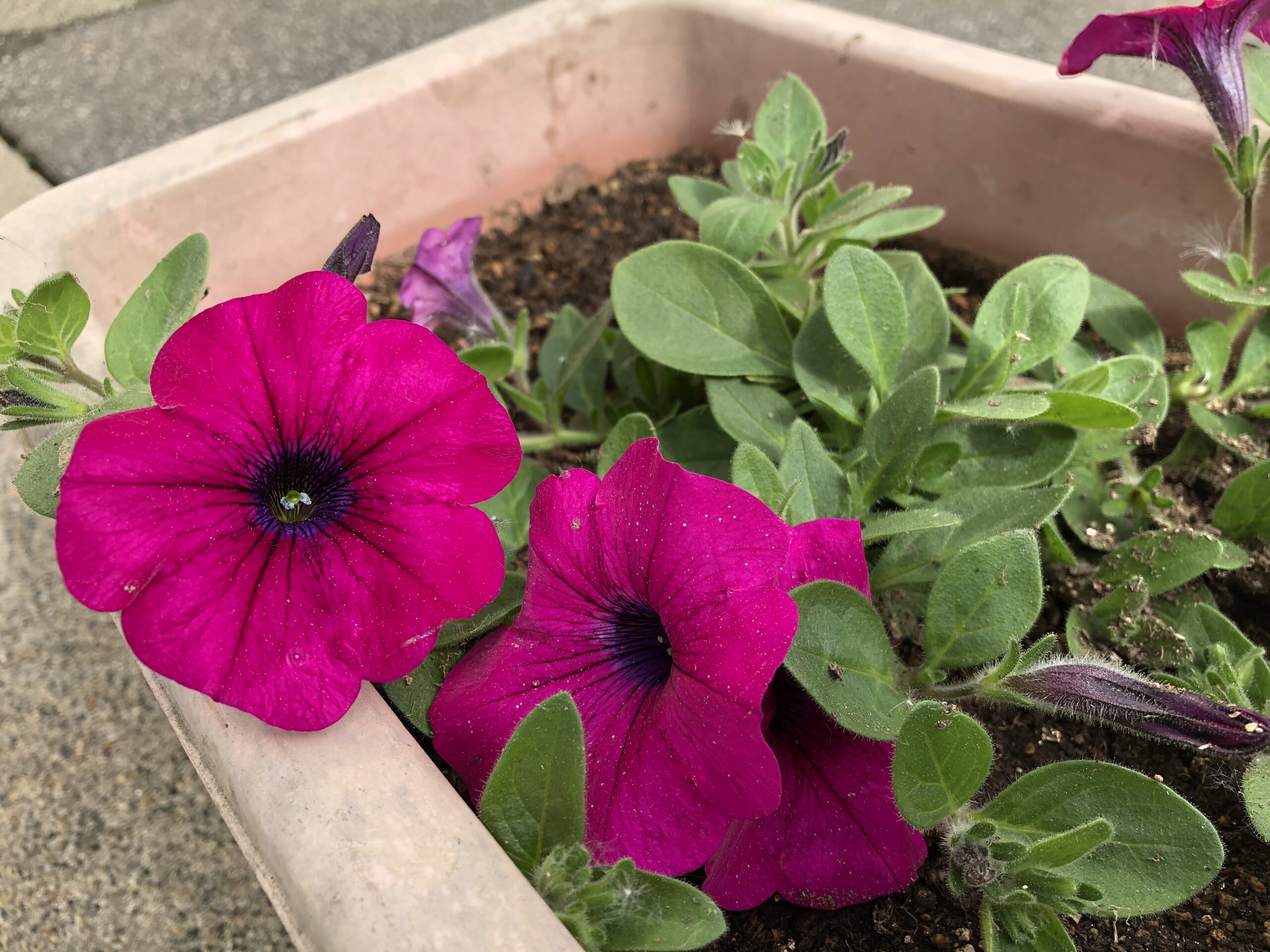 【ＪＡところ通信】資材店舗にお花をいただきました！