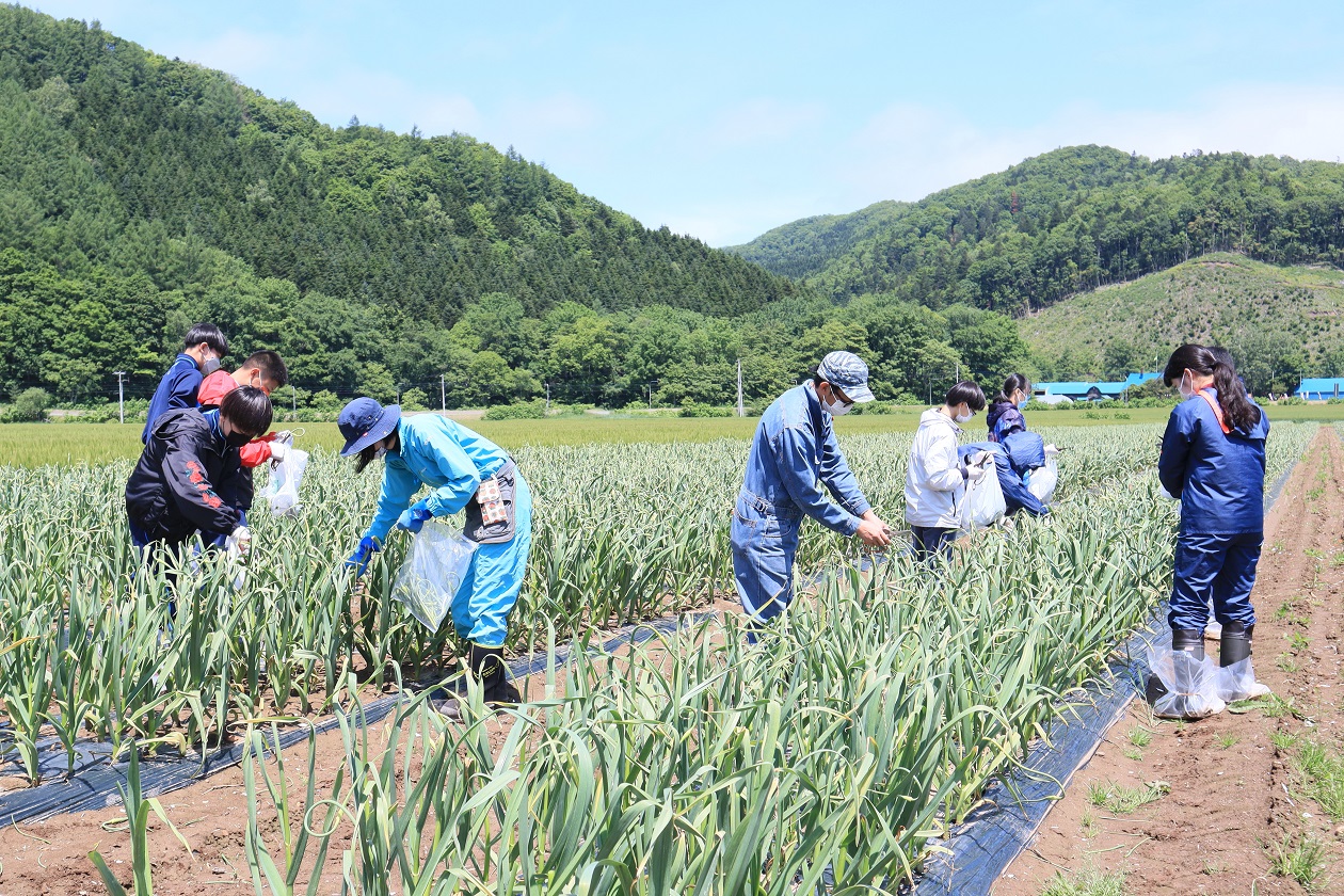 【ＪＡところ通信】にんにく部会が常呂中学校の農業体験学習を行いました