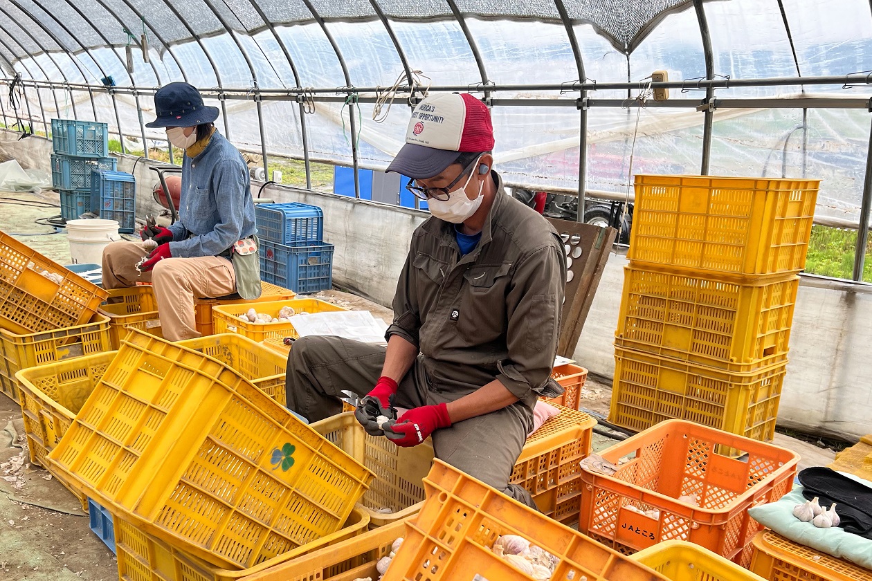 【ＪＡところ通信】ところピンクにんにくの調整作業を行っています