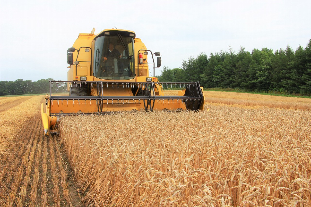 【ＪＡところ通信】小麦の収穫が始まりました