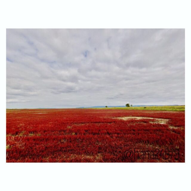.
今が見頃のサンゴ草を見に行きました。
なんとも味わいのある深い紅色が広がっていました。

I went to see glassworts that are at their best now.
They colored impressive deep red.

#サンゴ草　#アッケシソウ　#glasswort
#深紅　#deepred
#北海道　#網走　#卯原内　#能取湖
#Hokkaido #Abashiri #Ubaranai #LakeNotoro
#農業　#農家  #農業研修  #農業女子
#farming #farmer #agriculture #farmtraining #farmgirl 
#JAところ　#オホーツク　#道東
#okhotsk
#研修生の声