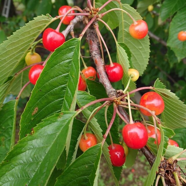 さくらんぼの木を剪定🍒
 
 
フルーツが大好きだという研修生Sさん。
研修先の農家さんに食べ頃のさくらんぼの選び方を教えてもらい、作業しながら美味しく頂きました...♪*ﾟ

昔はおやつ代わりに食べていて、いつからか食べる量も減り…
このまま鳥のおやつになるのはもったいない！と
ジャムに加工して食べるようになったそうです。

「とても立派な樹で、樹齢60年以上なんて驚きました！
さくらんぼの実を持ち帰って私も植えてみたいです」
 
 
その後は採れたてのミントでティータイム☕️🌿
 
「こんな贅沢でお洒落なティータイム初めてです
とても香りが良くて、アイスティでも良さそう」
 
休憩後も剪定作業に勤しむ研修生でした！
 
 
 
#JAところ  #ところピンクにんにく
#北海道 #北見市 #常呂町 
#オホーツク #オホーツク海 #道東 
#農業 #農家 #農業研修 #農業女子
#田舎暮らし
#ファーマーズハウスうえる 
#農業研修施設
#研修生の声