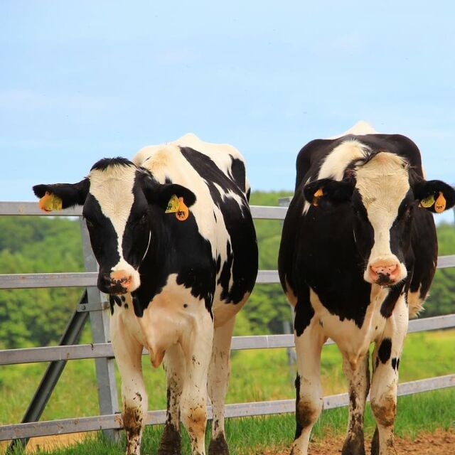 農協牧場検査に参加🐮

初日に農協牧場へ立ち寄ったところ、
牛に大変興味を示していた研修生のSさん。

今回牧場検査という、
牛の健康チェック(妊娠鑑定と繁殖検診、
虫除けの塗布など)に参加しました！

牛を集める作業をしたSさん。

「こんなに近くで牛に関わることは初めてで、
自ら集める作業の方に志望しました！
普通なら絶対に出来ないことですよね🔥💪
動物は全般好きで、もちろん牛も好きです」

とてもとても暑い日で、
汗だくになりながらの作業となりました💦

 
#JAところ  #牧場 #牛 #酪農
#北海道 #北見市 #常呂町 
#オホーツク #オホーツク海 #道東 
#農業 #農家 #農業研修 #農業女子 #酪農女子
#田舎暮らし
#ファーマーズハウスうえる 
#農業研修施設
#研修生の声