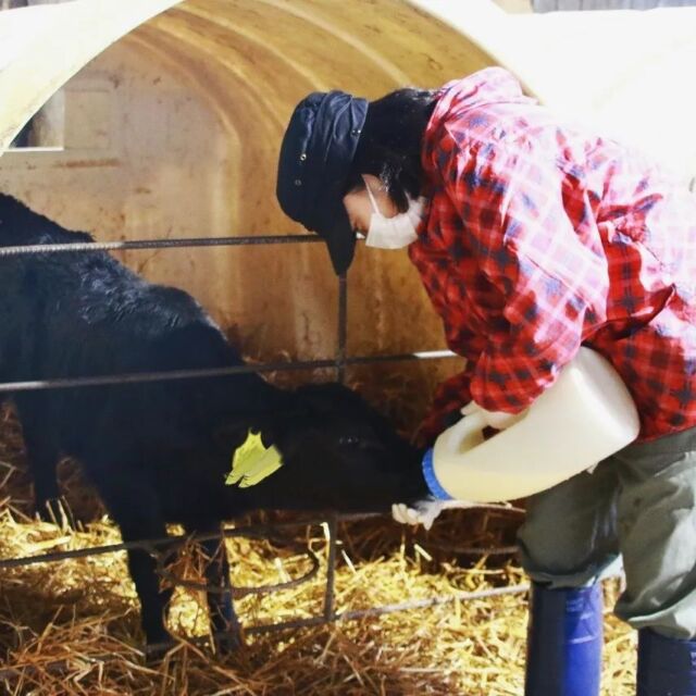 酪農研修🐮⁡
⁡⁡
⁡常呂町で農業研修を希望し、⁡
当初は⁡“畑作をメインに”と希望していたHさん⁡
⁡⁡
⁡研修担当のJA職員から⁡
⁡「前半は酪農研修を行いませんか」⁡
⁡と言われ、初めての酪農研修🐮🌱
⁡⁡
はじめは⁡
⁡牛の匂い、牛の大きさ、酪農作業の全てが初めてで
⁡戸惑いや⁡不安も多くあったそうですが⁡
⁡温かく受け入れてくれた酪農家さんと⁡⁡
⁡可愛い子牛たちに⁡癒されて⁡
最終日には終了することが寂しく感じるほど…！⁡⁡

⁡「好きな作業は牛に搾乳器を取り付ける瞬間の「シュポッ」🤣」⁡
⁡酪農家さんは共感できますか？…🤔💭
⁡
⁡⁡⁡⁡牛の出産に立ち会ったり、普段生活する中では⁡
なかなかできない体験ができます⁡🙆🏻‍♀️ ̖́-‬
⁡⁡
⁡⁡
⁡
#JAところ  #牧場 #牛 #酪農
#北海道 #北見市 #常呂町 
#オホーツク #オホーツク海 #道東 
#農業 #農家 #農業研修 #農業女子 #酪農女子
#田舎暮らし
#ファーマーズハウスうえる 
#農業研修施設
#研修生の声⁡
⁡